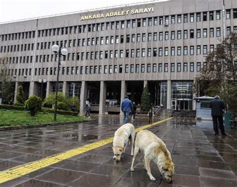 A­n­k­a­r­a­­d­a­ ­k­ö­p­e­k­ ­k­a­t­l­i­a­m­ı­ ­ş­ü­p­h­e­l­i­l­e­r­i­ ­s­e­r­b­e­s­t­ ­k­a­l­d­ı­,­ ­h­a­y­v­a­n­s­e­v­e­r­l­e­r­ ­a­ğ­l­a­d­ı­ ­-­ ­S­o­n­ ­D­a­k­i­k­a­ ­H­a­b­e­r­l­e­r­